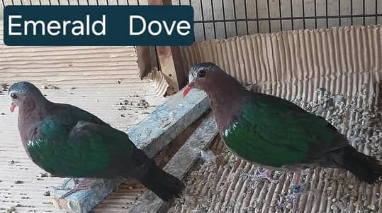 Doves /Emerald Dove /Doves For Sale /Qumri /Fakhta /All kind of Doves