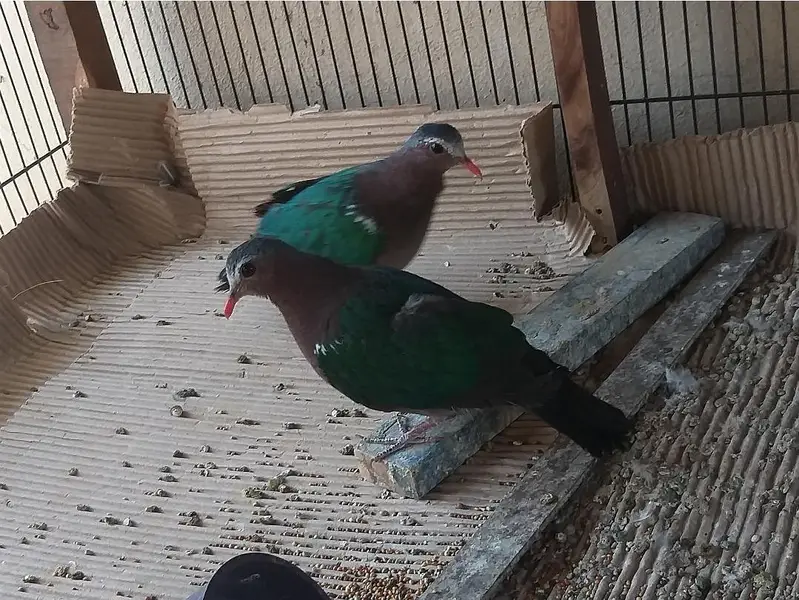 Doves /Emerald Dove /Doves For Sale /Qumri /Fakhta /All kind of Doves — photo 2