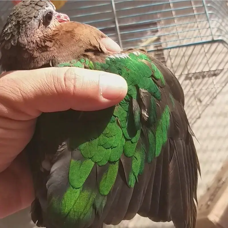 Doves /Emerald Dove /Doves For Sale /Qumri /Fakhta /All kind of Doves — photo 3