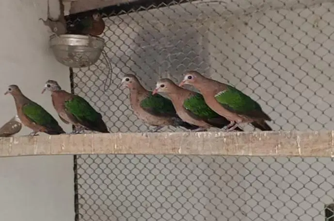 Doves /Emerald Dove /Doves For Sale /Qumri /Fakhta /All kind of Doves — photo 4