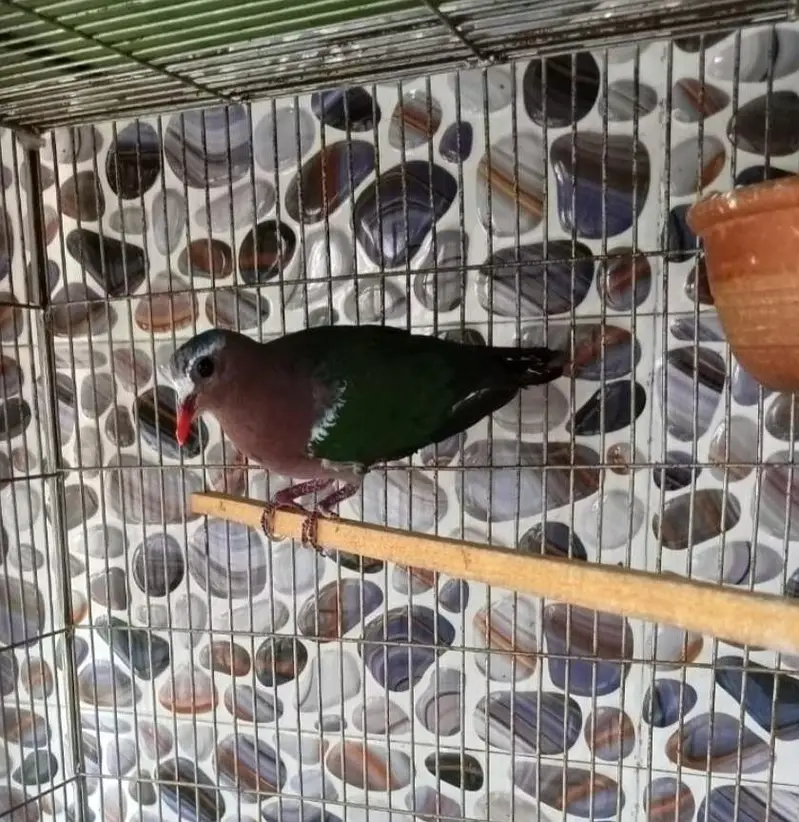 Doves /Emerald Dove /Doves For Sale /Qumri /Fakhta /All kind of Doves — photo 5