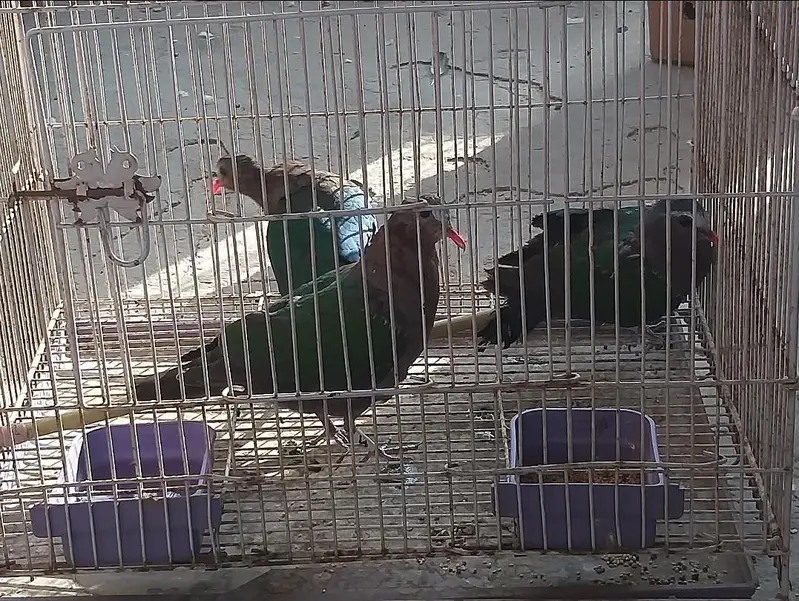 Doves /Emerald Dove /Doves For Sale /Qumri /Fakhta /All kind of Doves — photo 6
