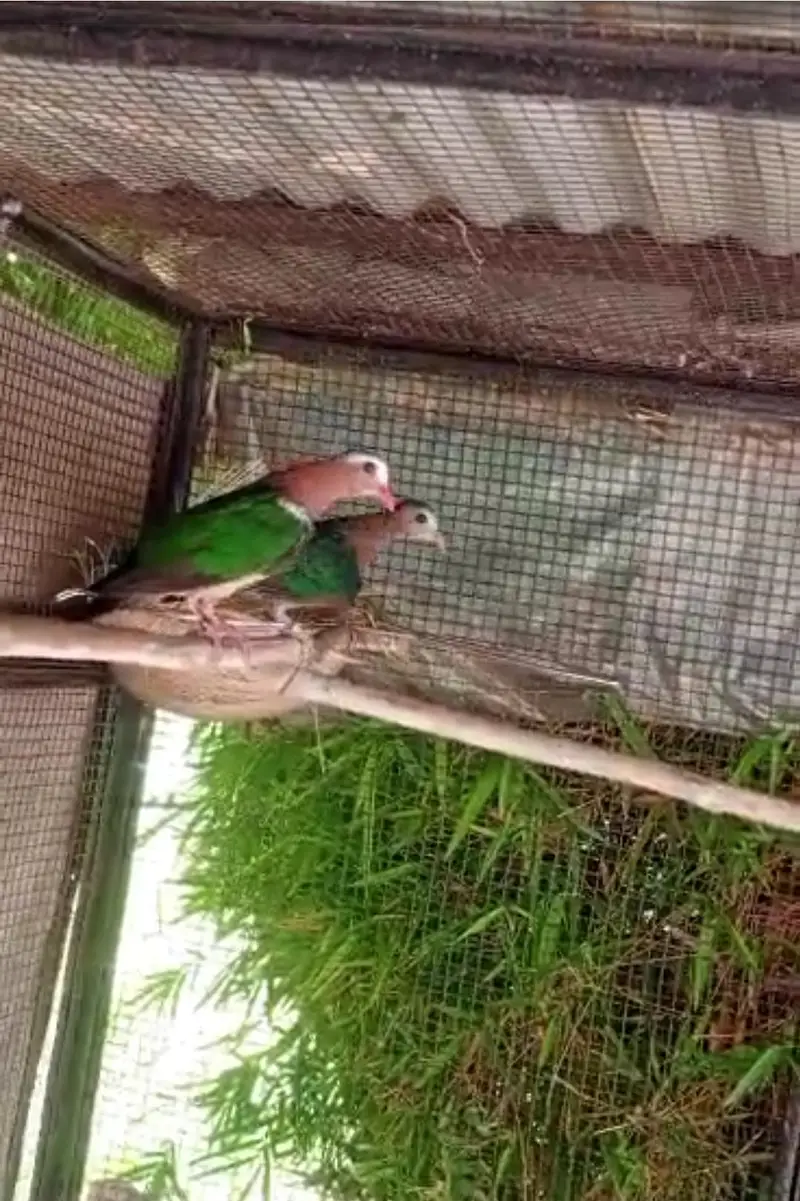 Doves /Emerald Dove /Doves For Sale /Qumri /Fakhta /All kind of Doves — photo 7