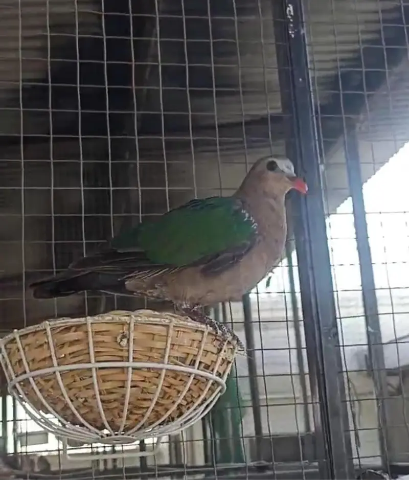 Doves /Emerald Dove /Doves For Sale /Qumri /Fakhta /All kind of Doves — photo 9