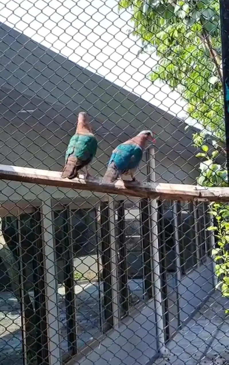 Doves /Emerald Dove /Doves For Sale /Qumri /Fakhta /All kind of Doves — photo 10