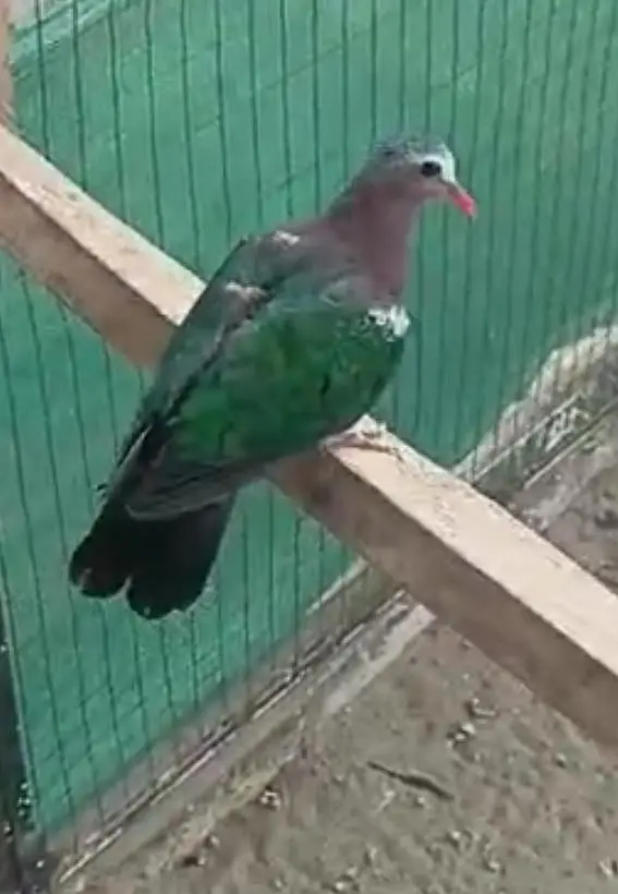 Doves /Emerald Dove /Doves For Sale /Qumri /Fakhta /All kind of Doves — photo 11