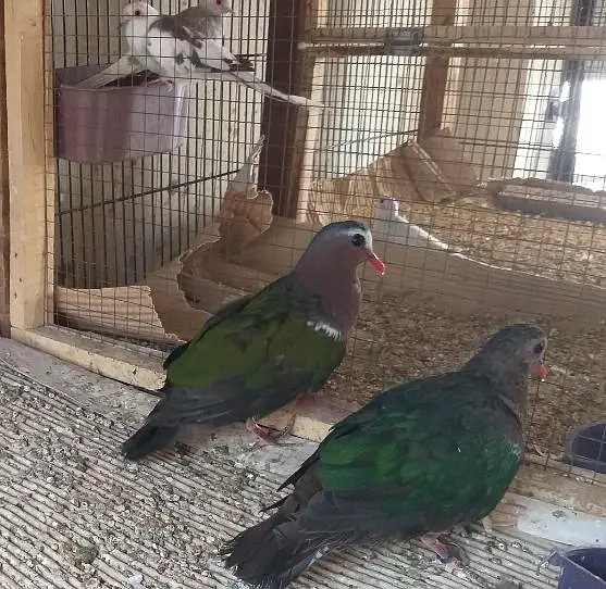 Doves /Emerald Dove /Doves For Sale /Qumri /Fakhta /All kind of Doves — photo 12