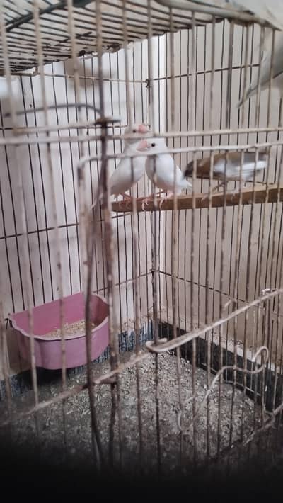 java birds