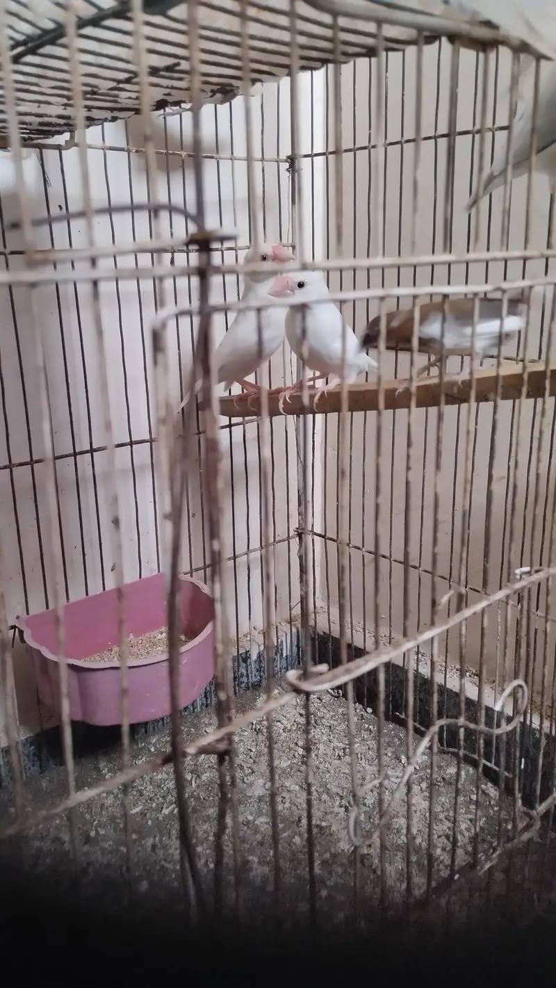 java birds