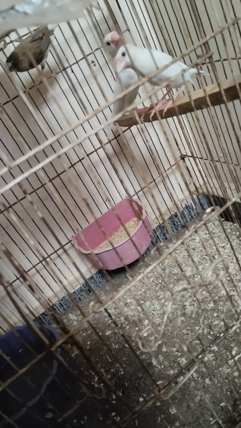 java birds 1