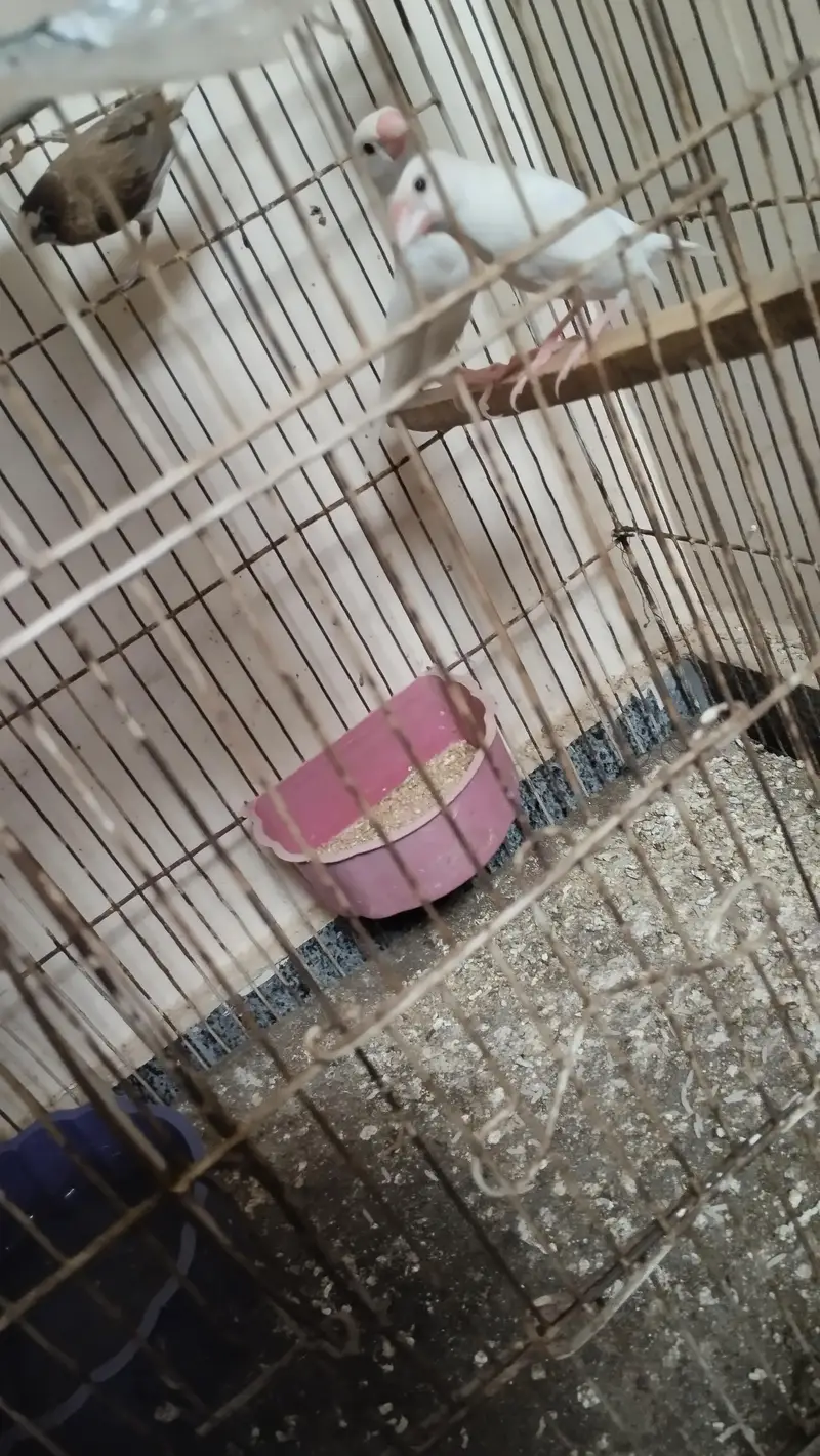 java birds — photo 2