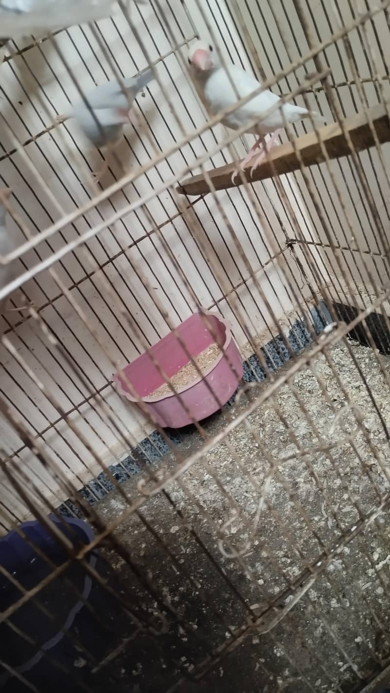 java birds 3