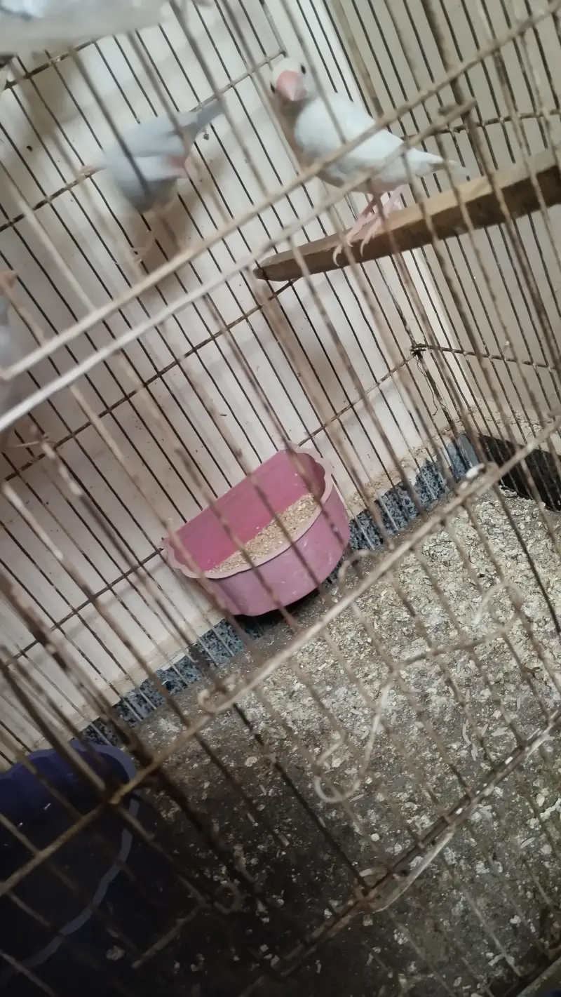 java birds — photo 4