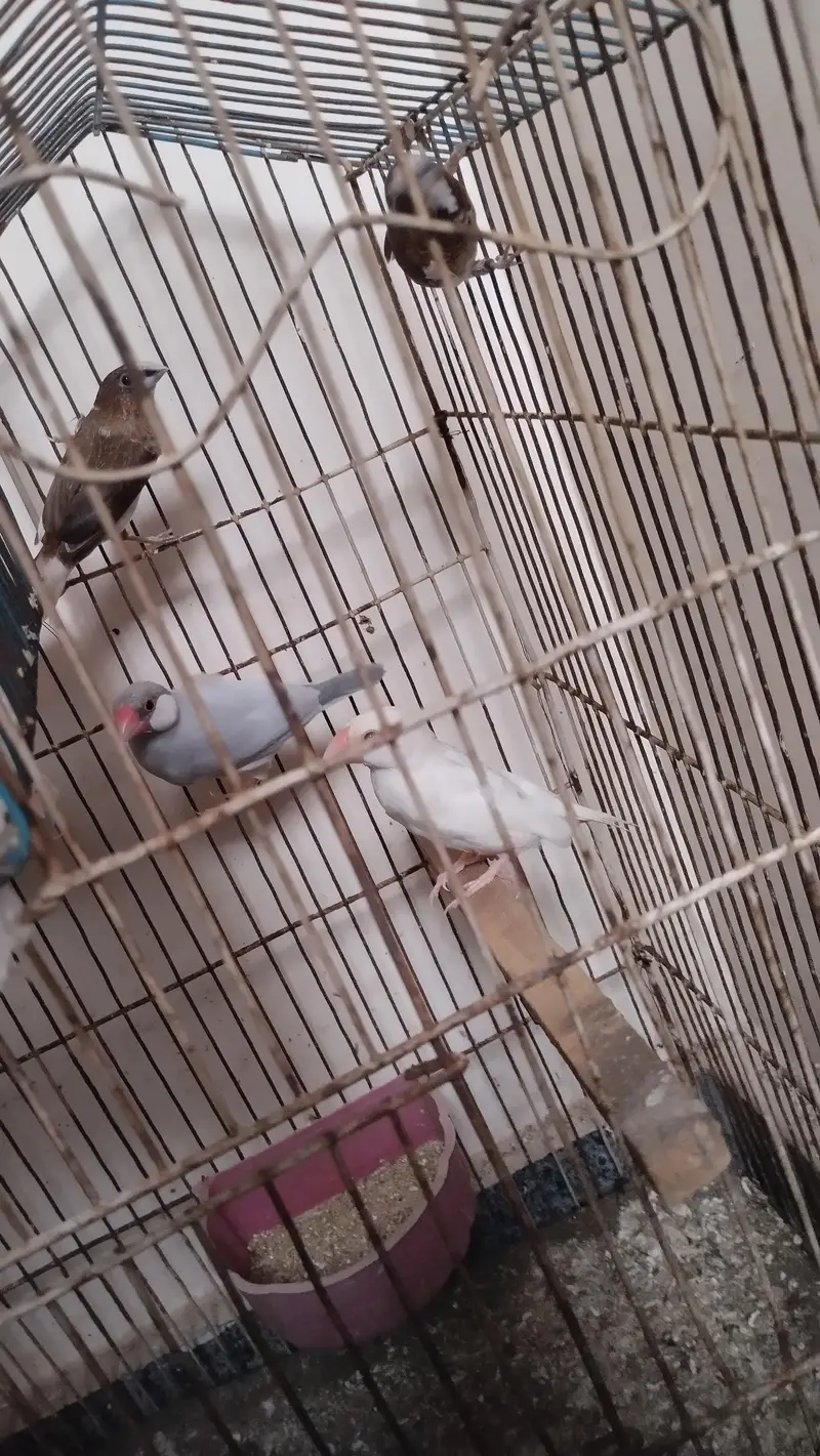 java birds — photo 5