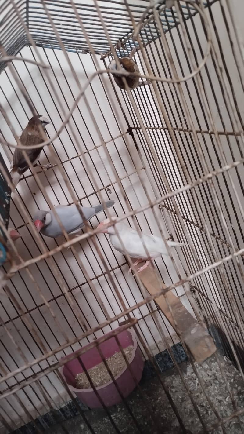 java birds 5