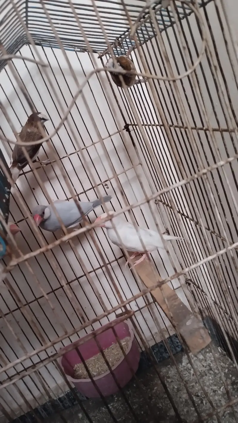 java birds — photo 6