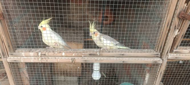 Healthy Cockatiel Parrot for Sale