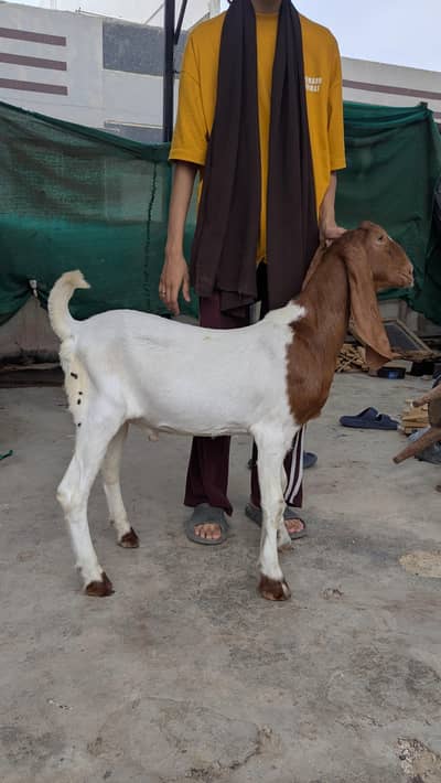 Bakra and bakri