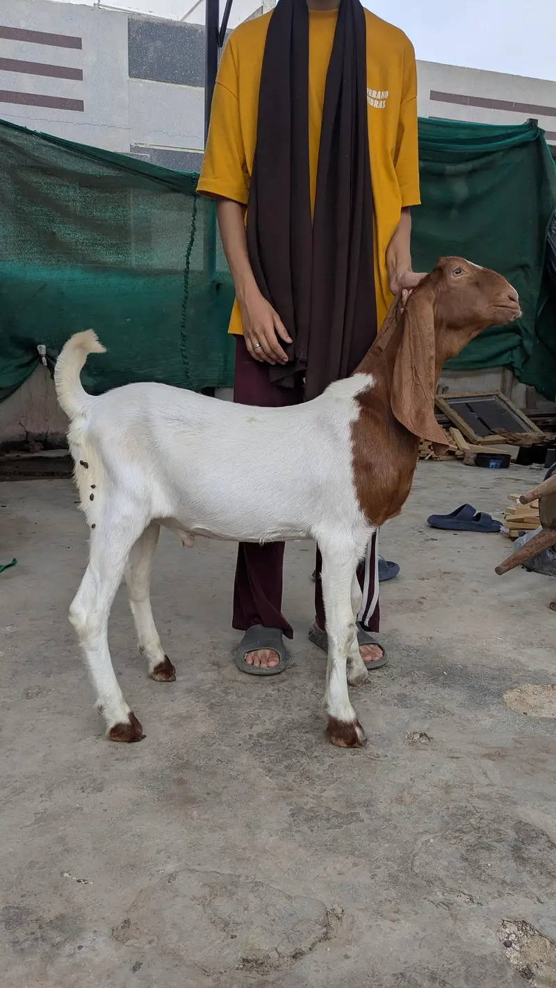 Bakra and bakri — photo 2