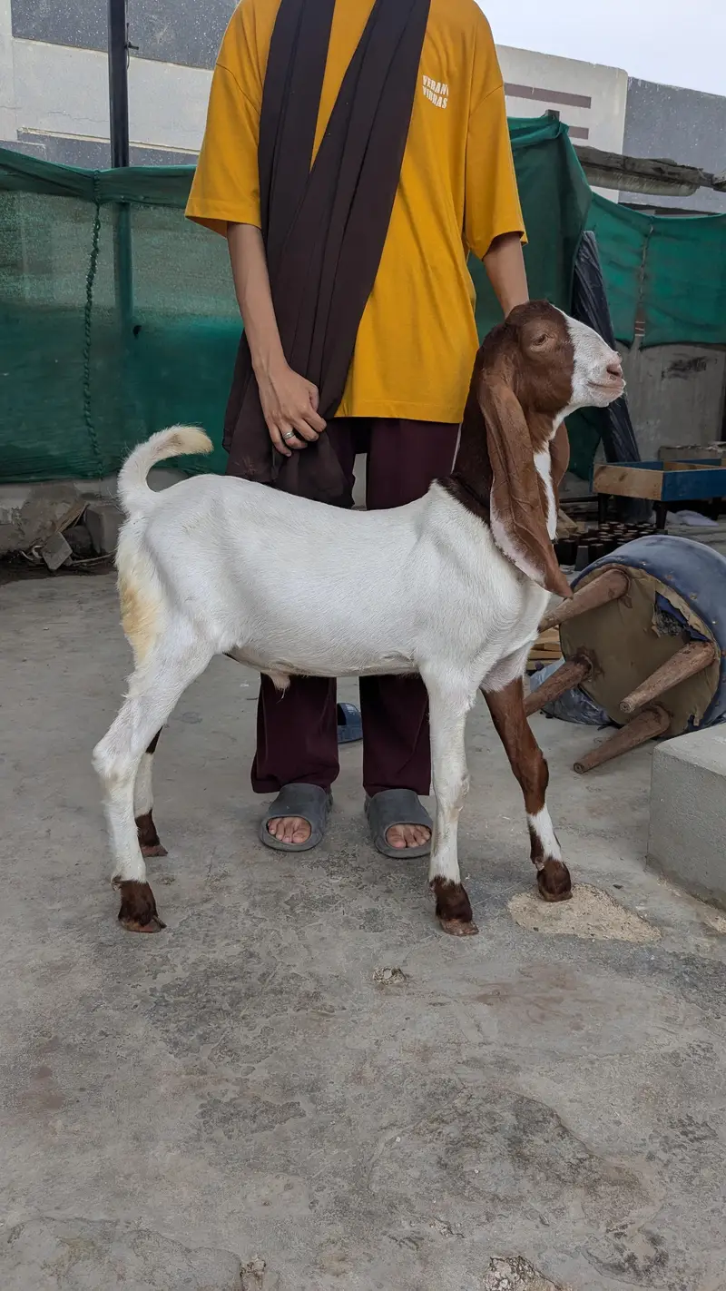 Bakra and bakri — photo 3