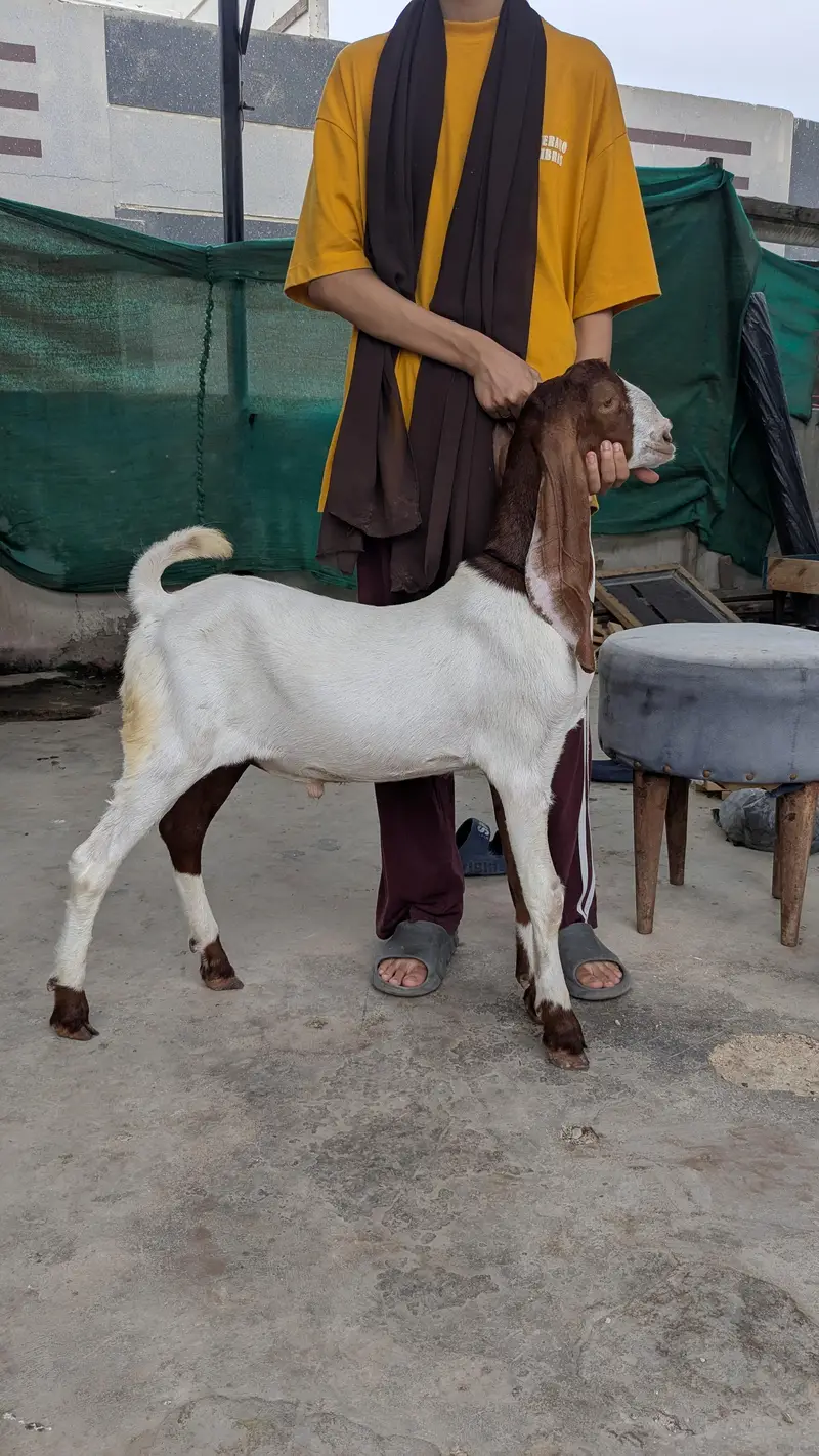 Bakra and bakri — photo 4