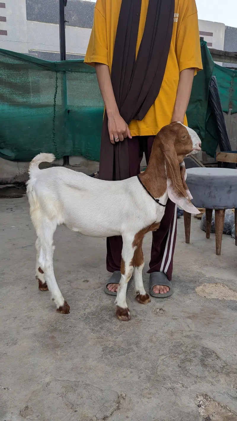 Bakra and bakri — photo 5