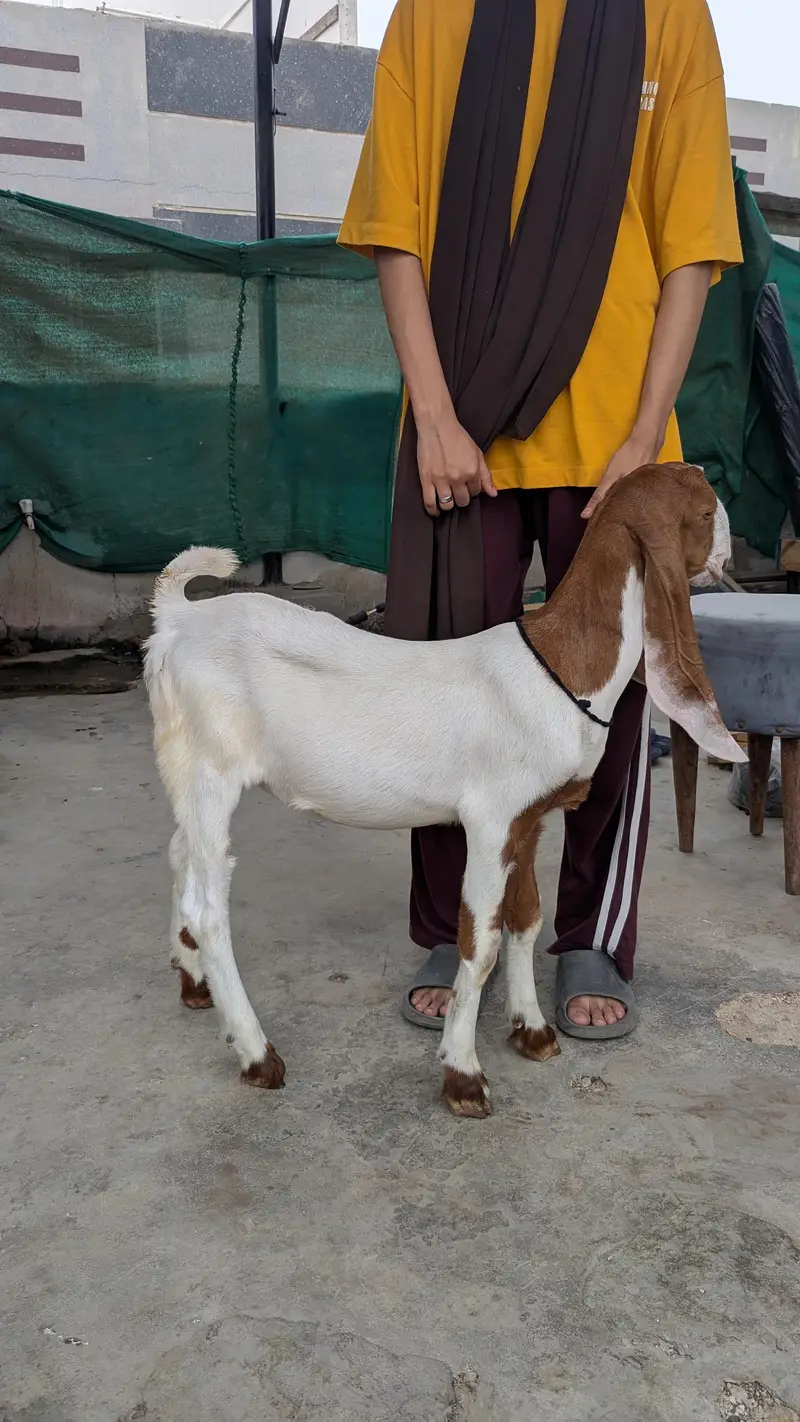 Bakra and bakri — photo 6