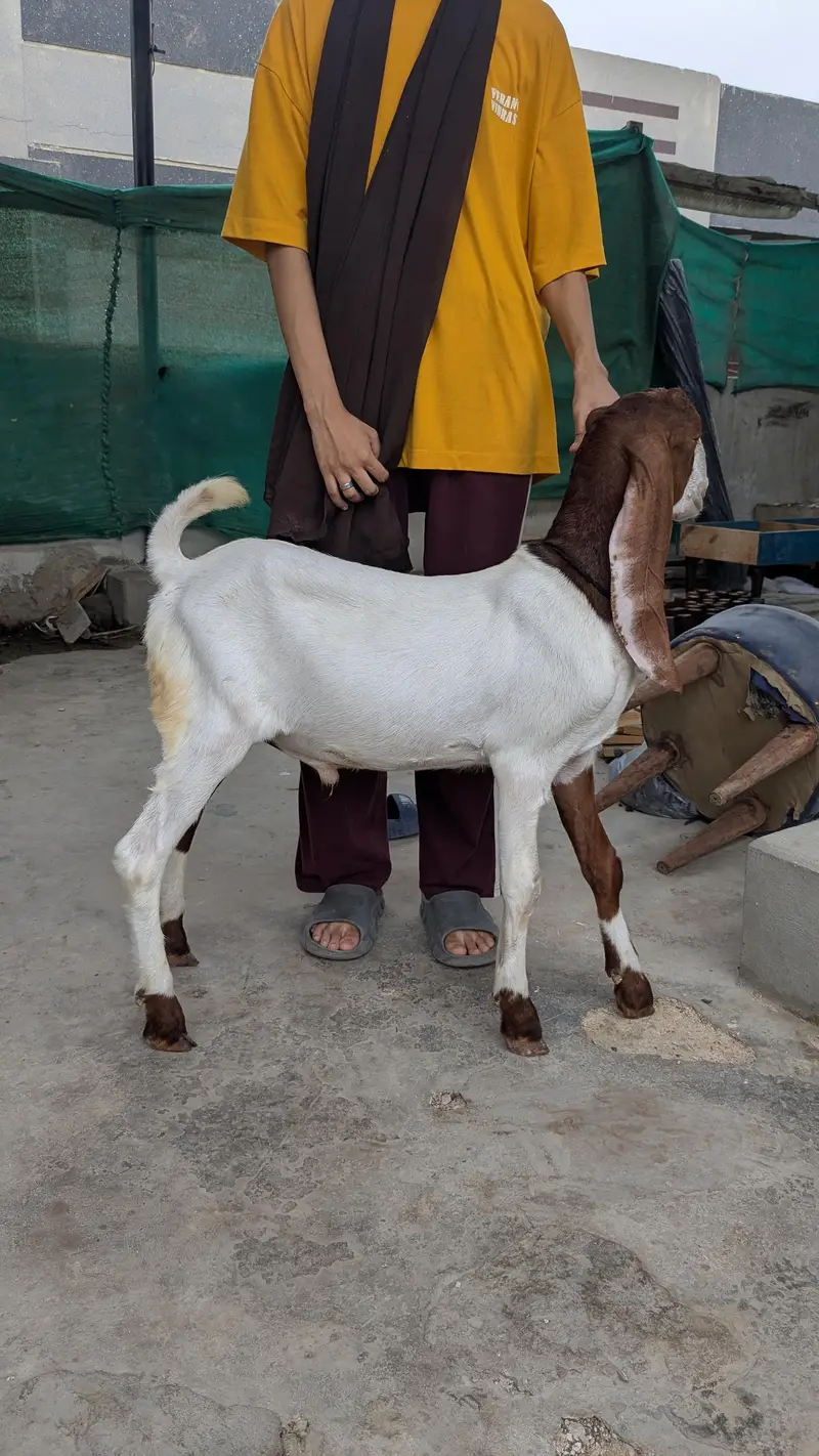 Bakra and bakri — photo 7