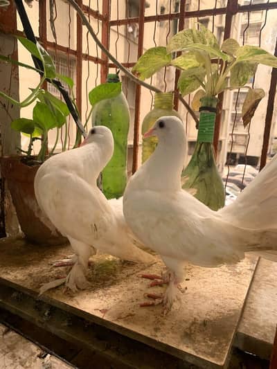laka pigeons