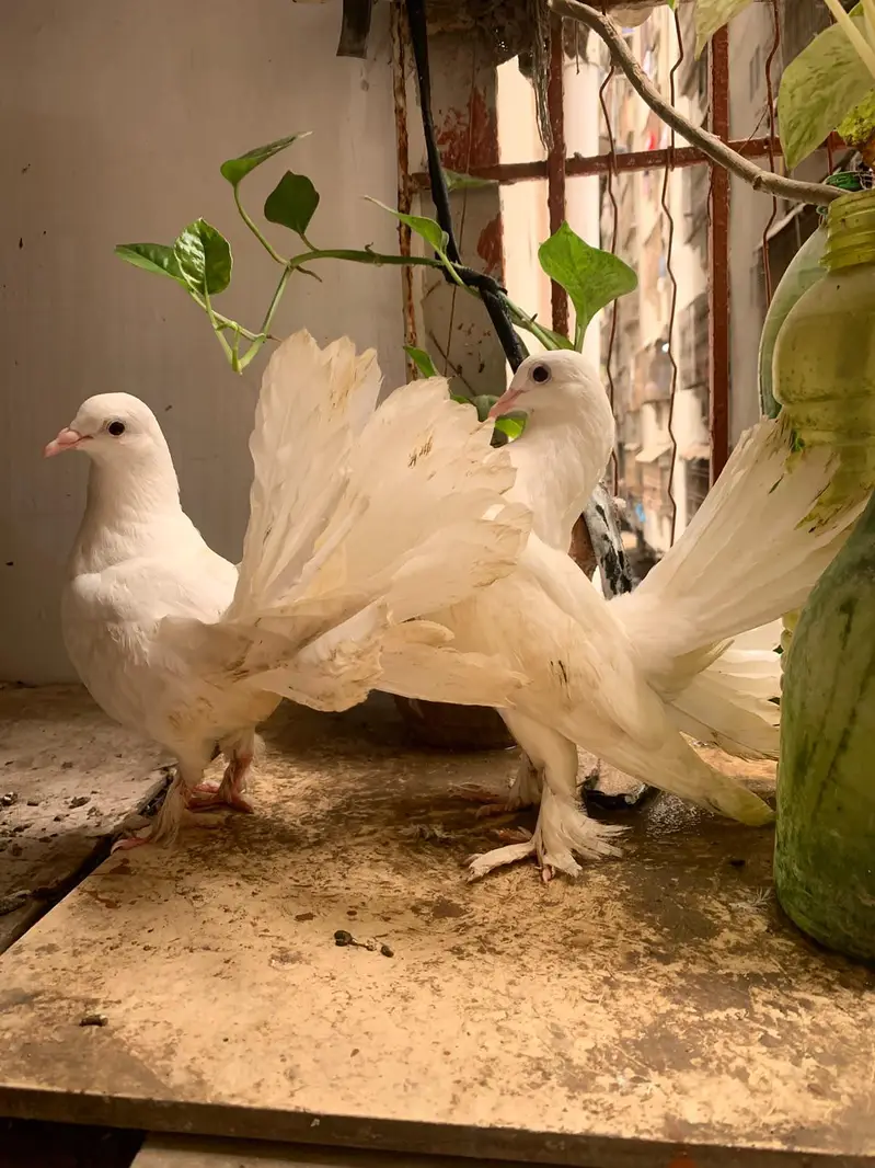 laka pigeons — photo 2