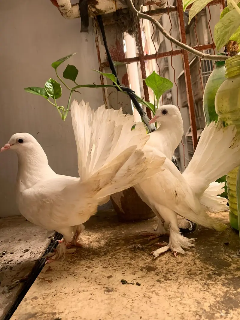 laka pigeons — photo 3