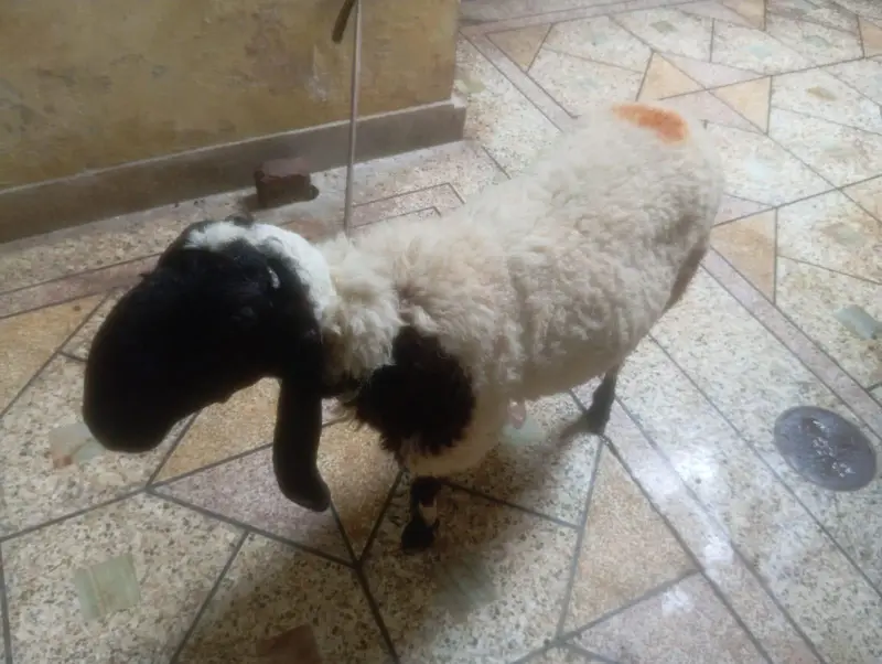 Urgent Sale Healthy Active Chatra — photo 2