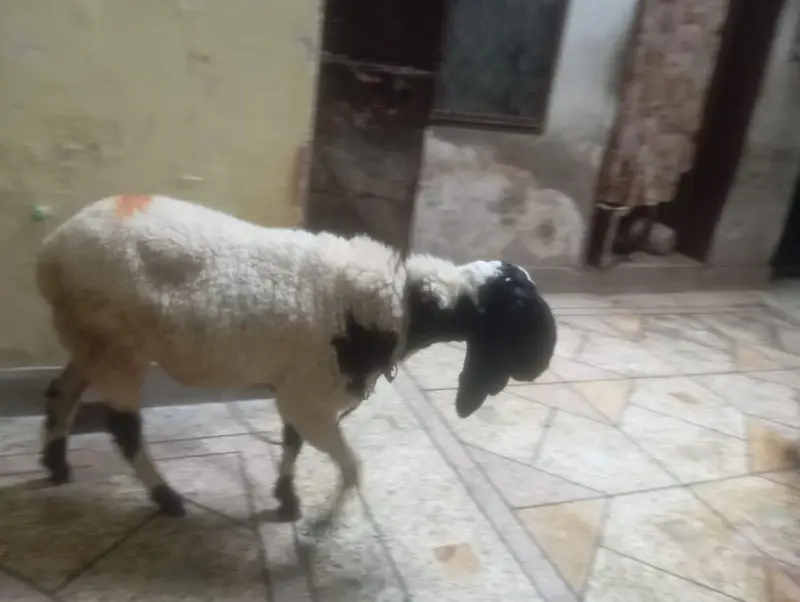 Urgent Sale Healthy Active Chatra — photo 3