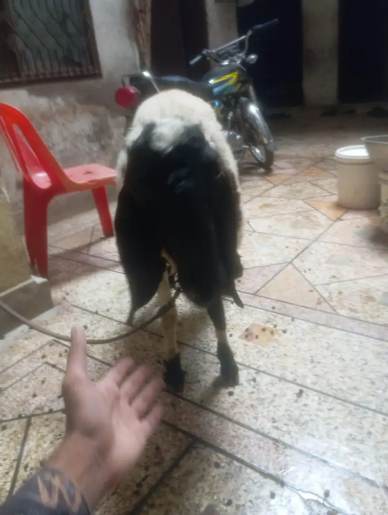 Urgent Sale Healthy Active Chatra — photo 4