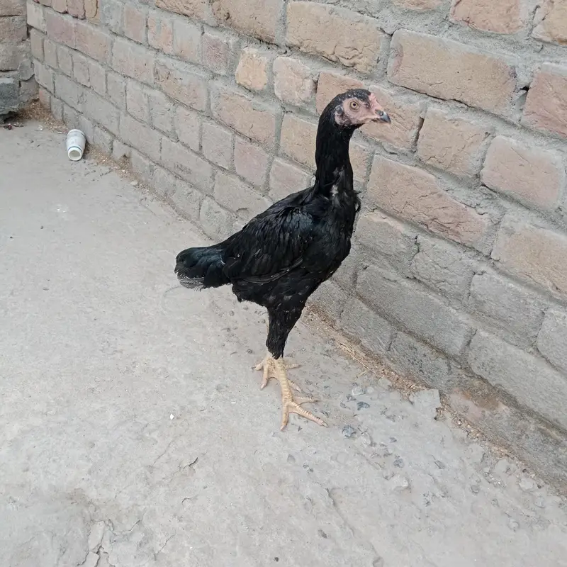 moshka aseel pair 3200 gram morha — photo 5