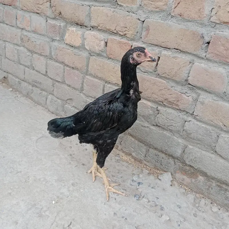 moshka aseel pair 3200 gram morha — photo 6