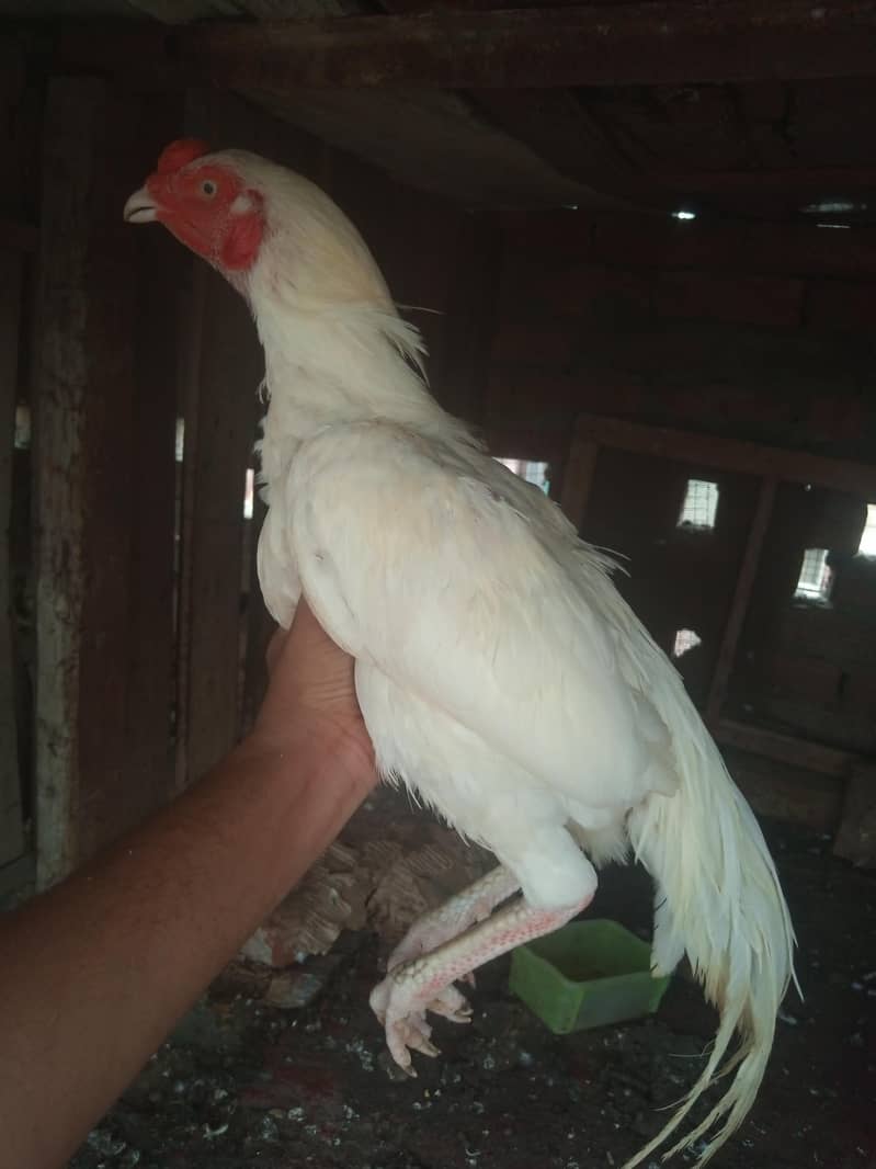 Pure Heera Patha 3