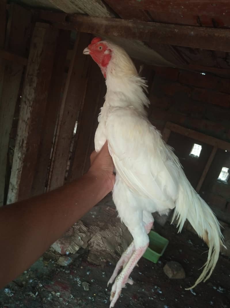 Pure Heera Patha 4