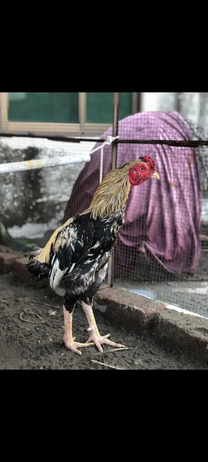 Aseel patha — photo 3
