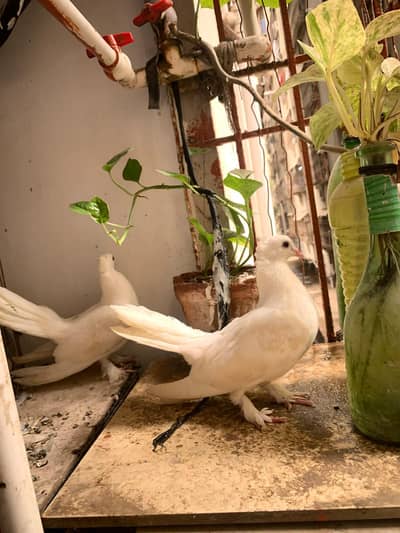 laka pigeons