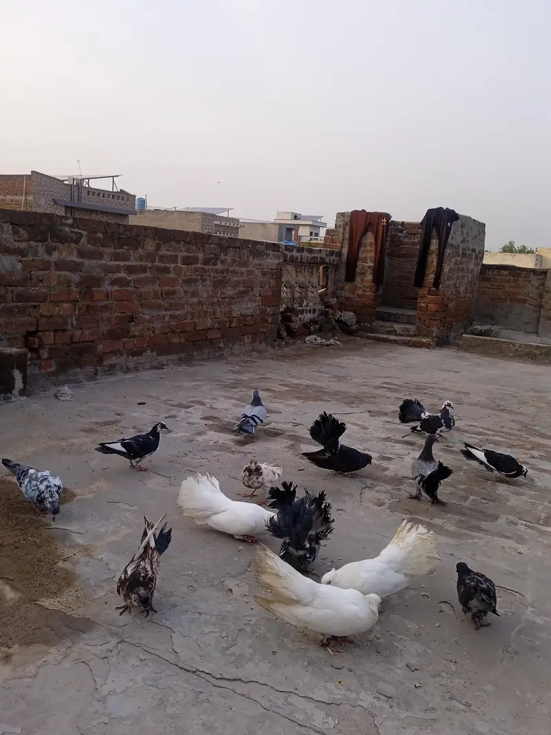 piegons for sale price less hojy gi — photo 3