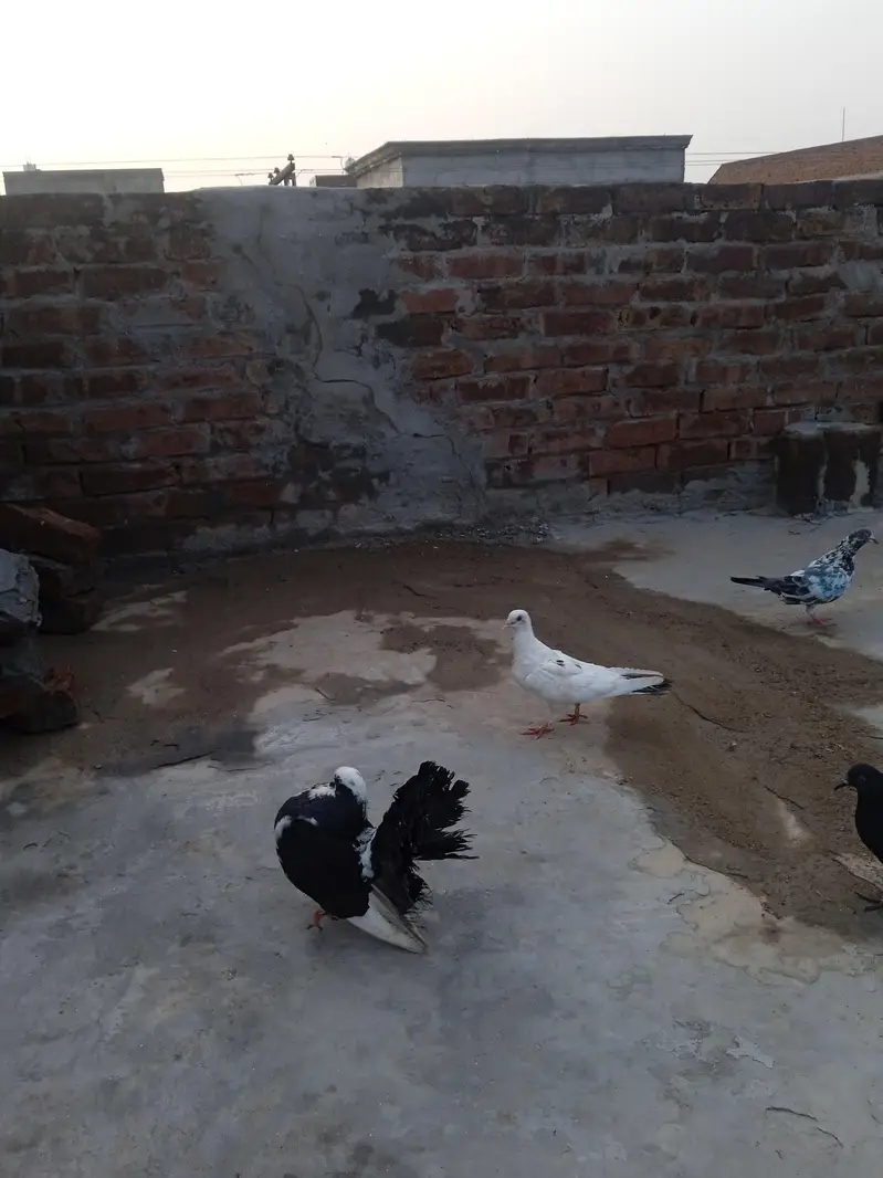 piegons for sale price less hojy gi — photo 4