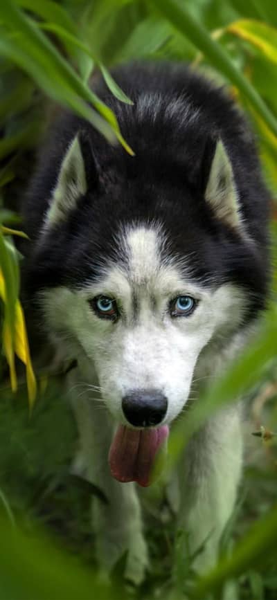 pure Siberian husky