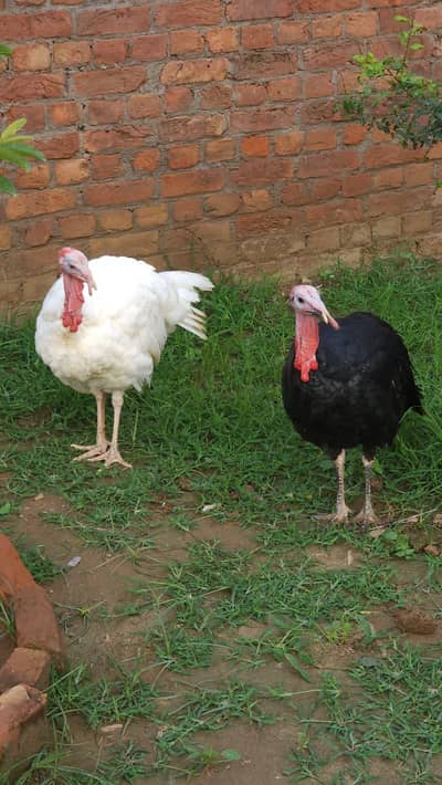 Black & White Male Turkey