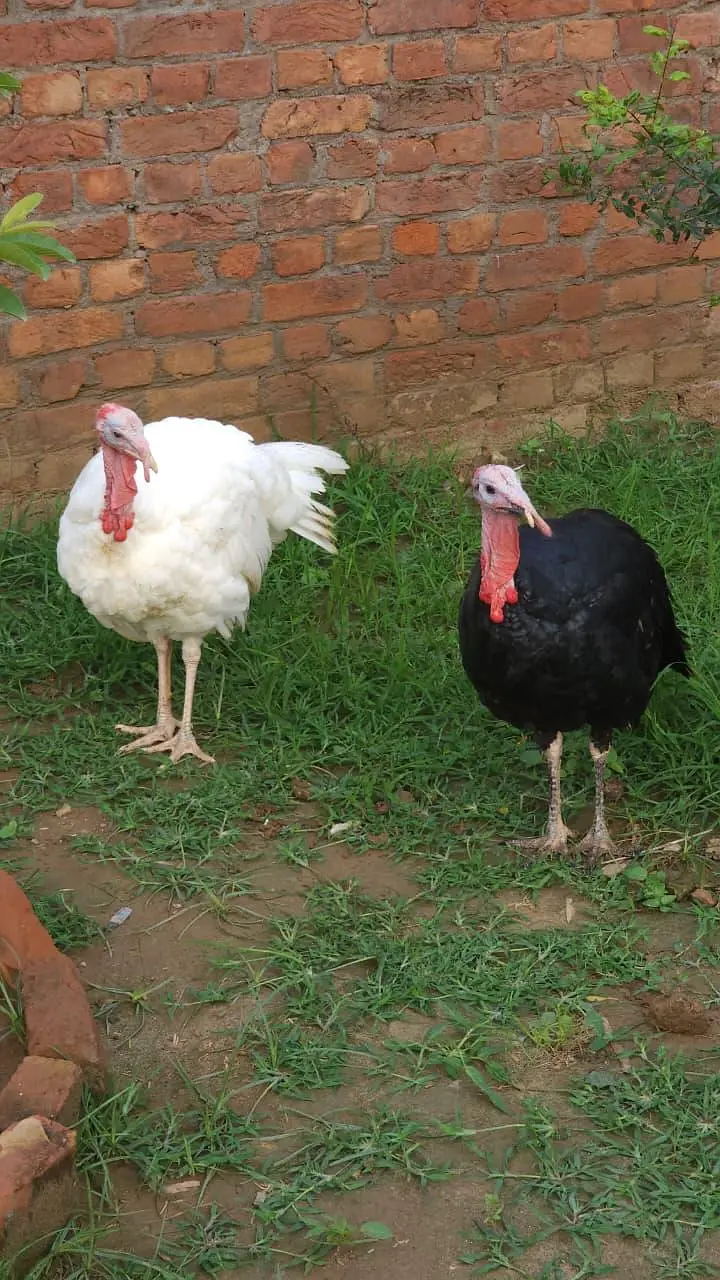 Black & White Male Turkey