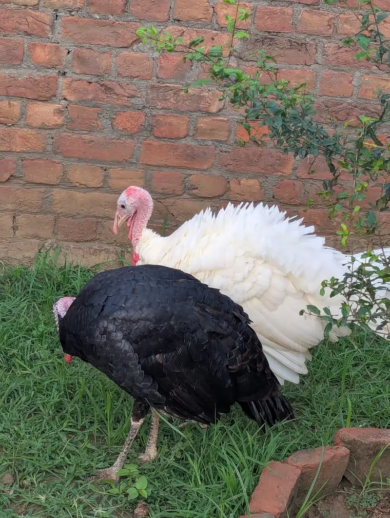 Black & White Male Turkey — photo 2