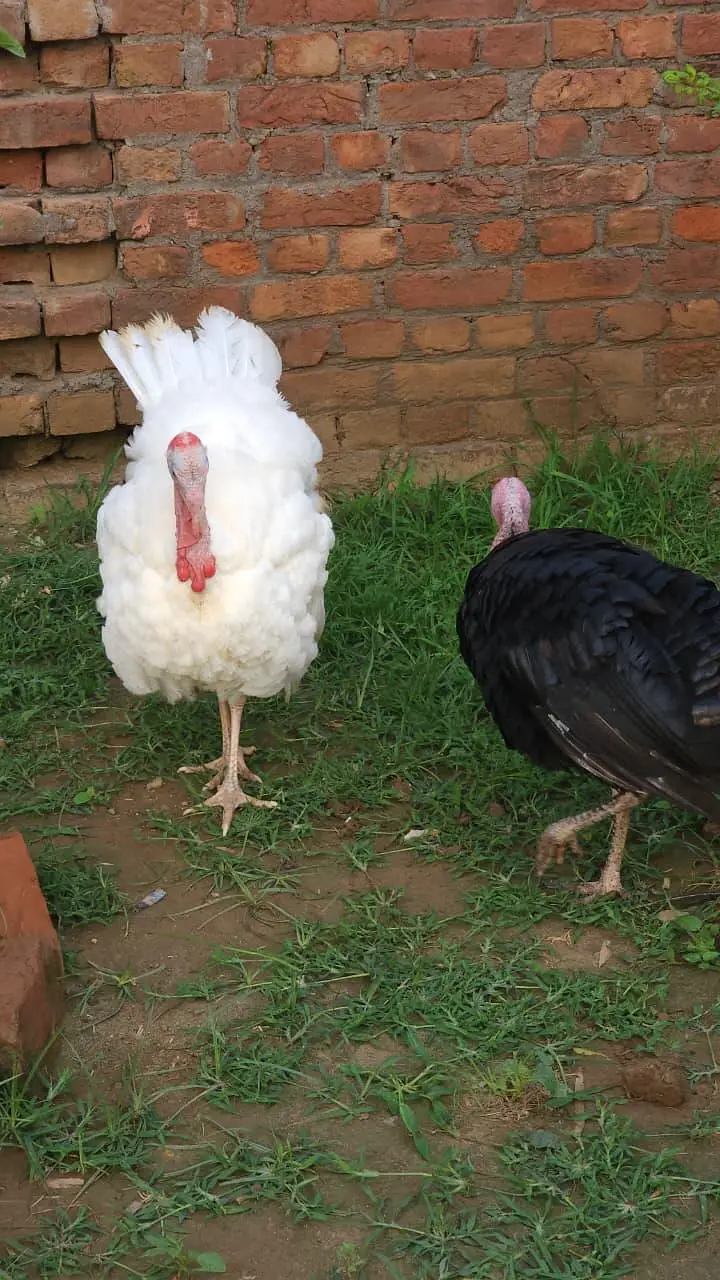 Black & White Male Turkey — photo 3