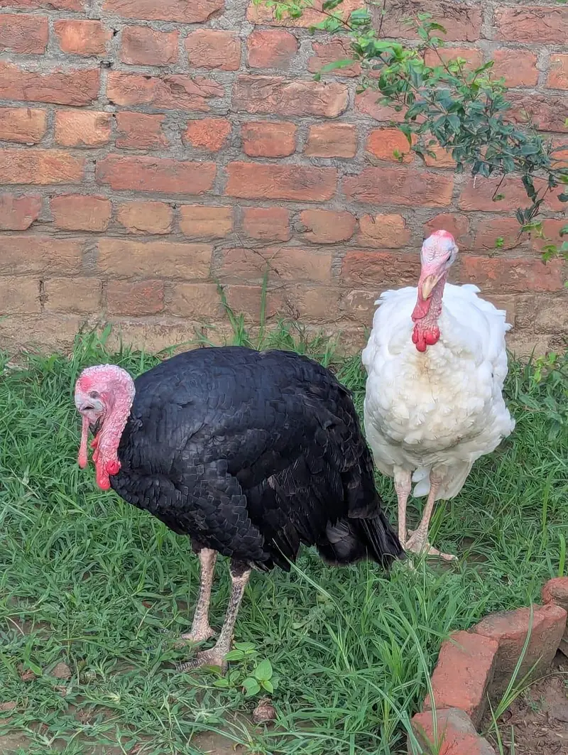 Black & White Male Turkey — photo 4