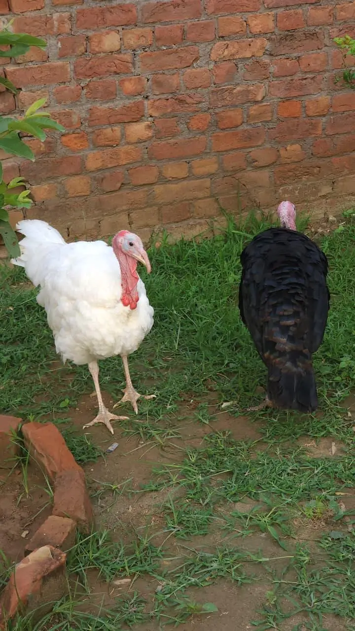 Black & White Male Turkey — photo 5