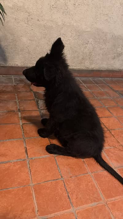Black pedigreed german shephard